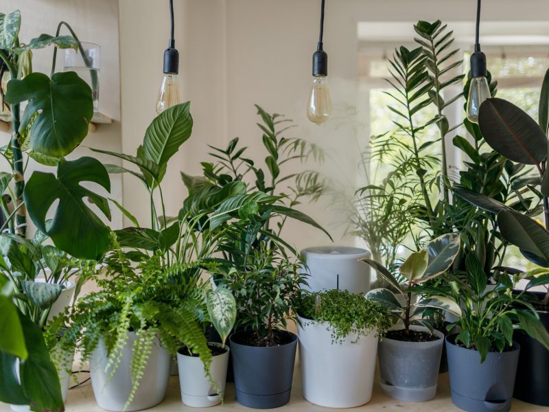 4 tanie rośliny z IKEA, które oczyszczają powietrze
