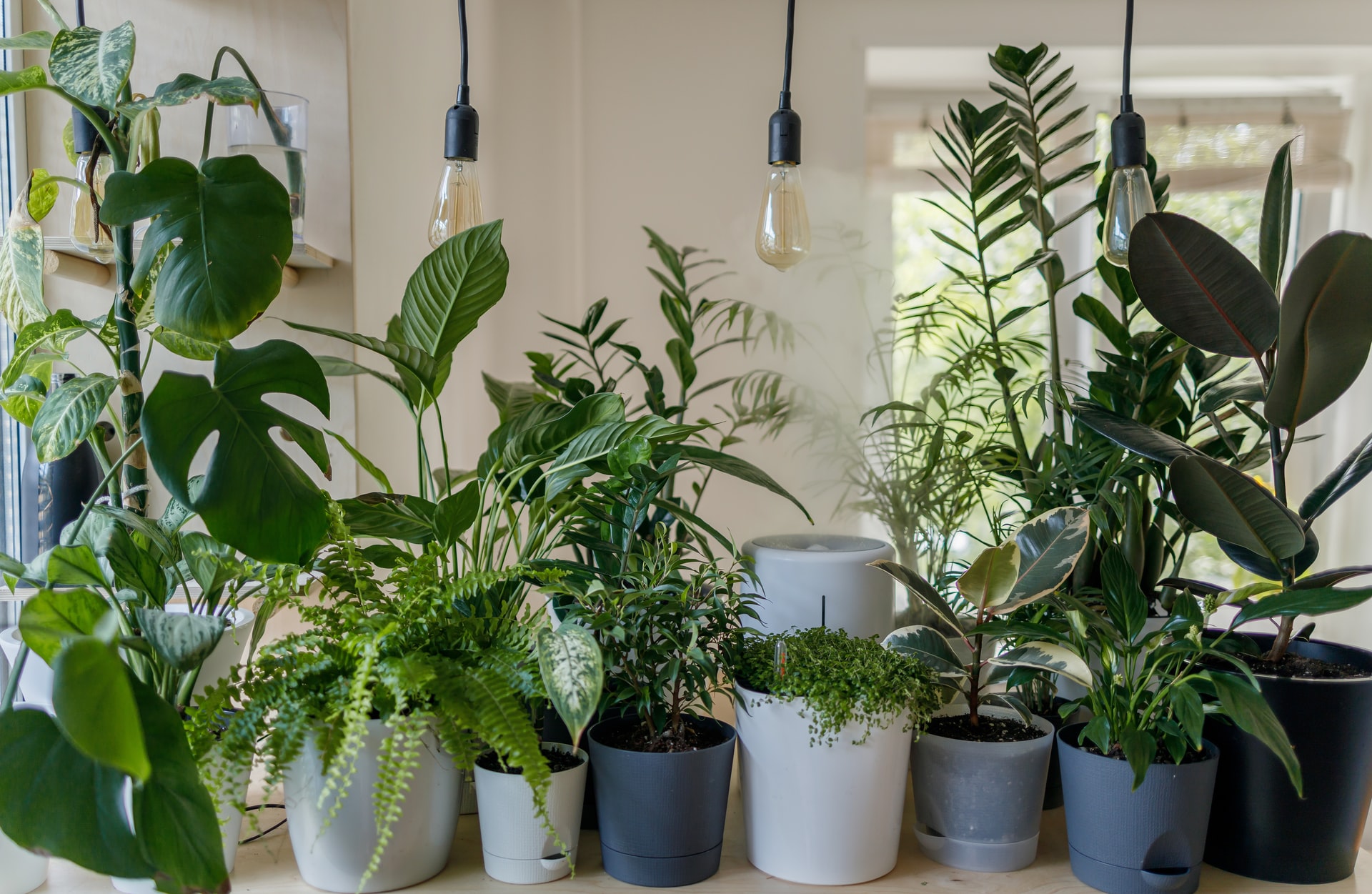 4 tanie rośliny z IKEA, które oczyszczają powietrze
