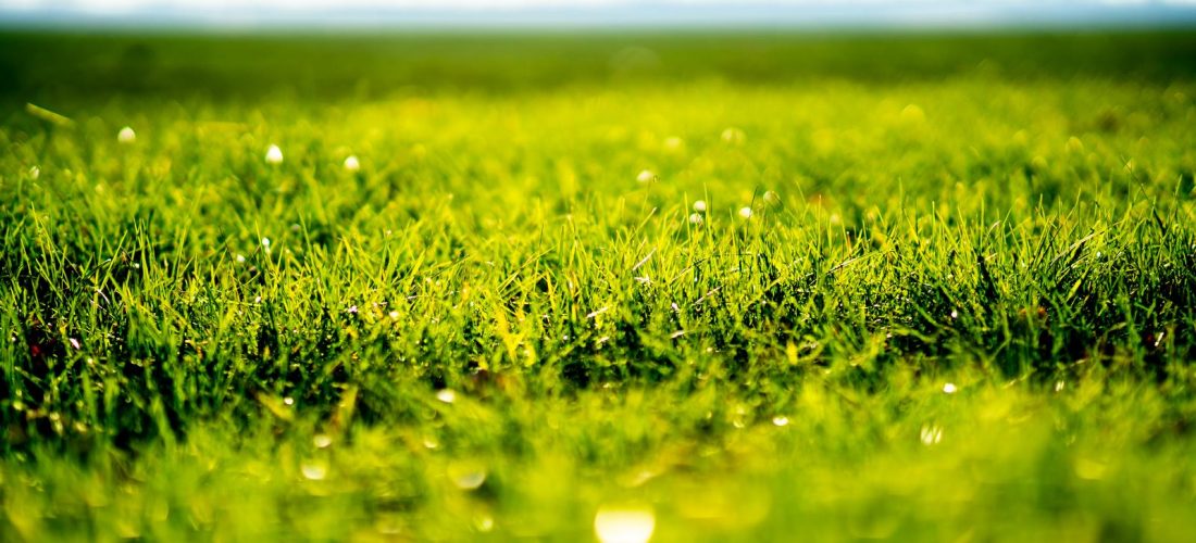 Nasiona traw do ogrodu – jak wybrać najlepiej?